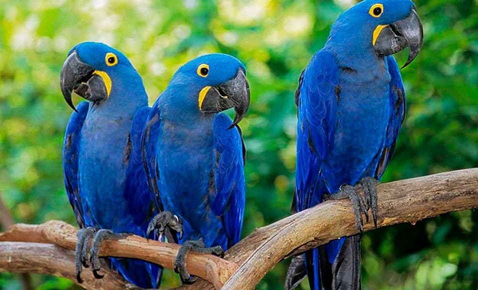 Arara-azul (animal em extinção)