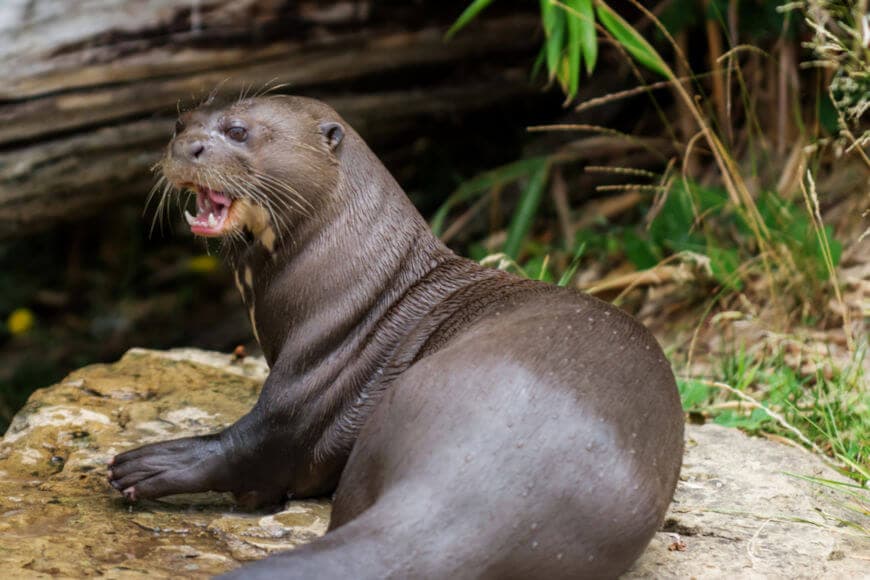 Ariranha (animal em extinção)