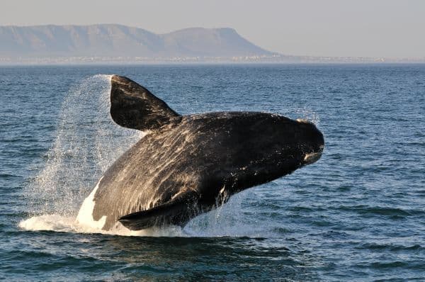 Baleia-franca-do-sul (animal em extinção)