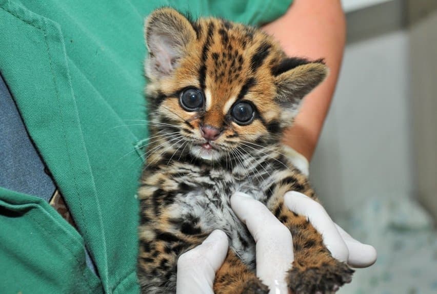 Gato-maracajá (animal em extinção)