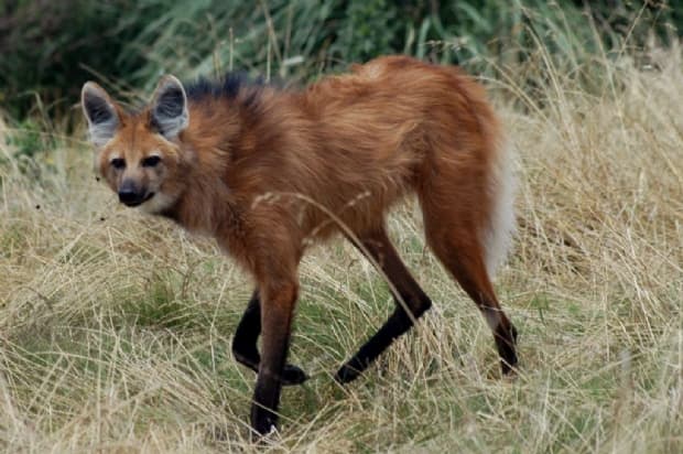Lobo-guará (animal em extinção)